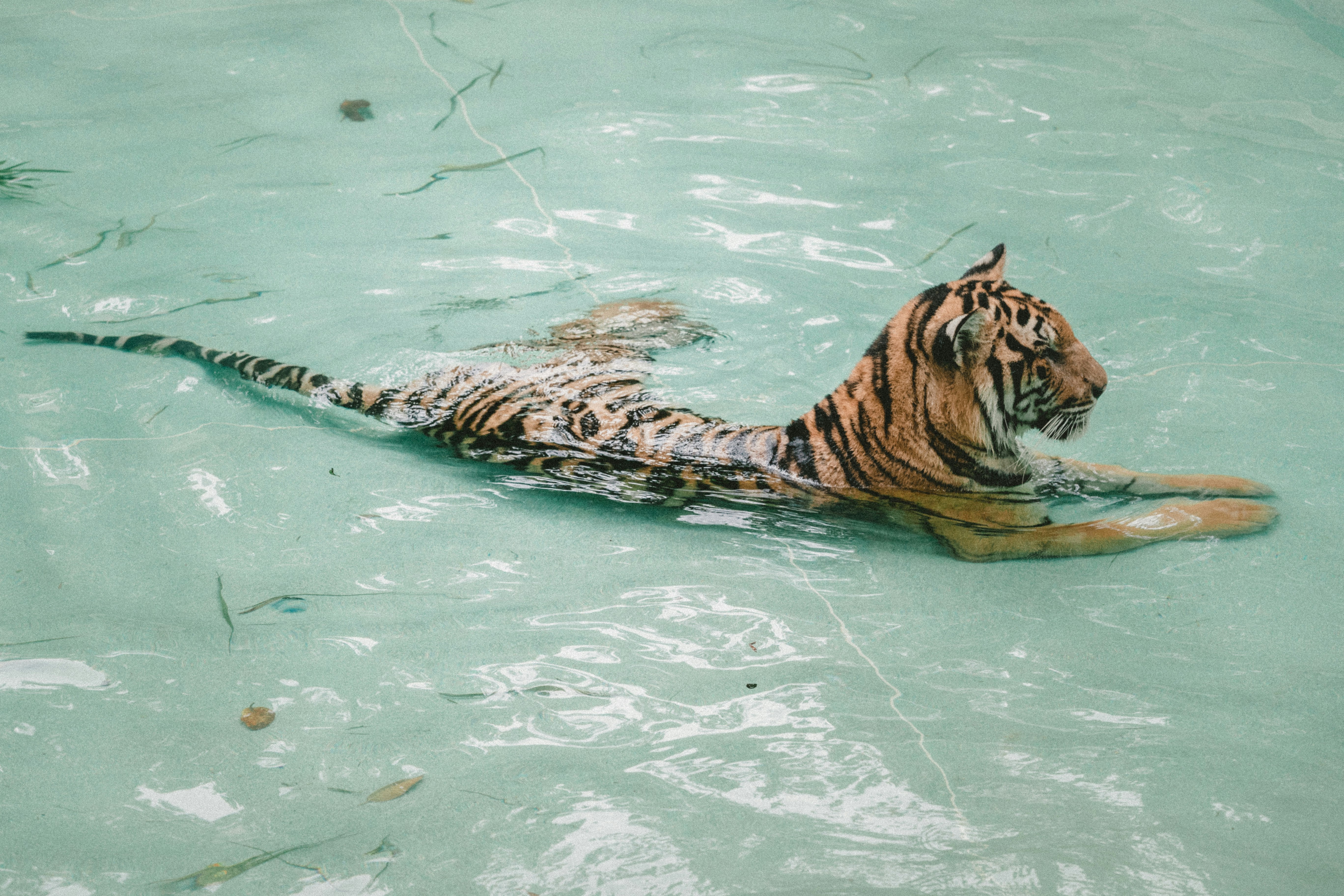 tiger taking bath